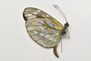 Dismorphia sp. A1