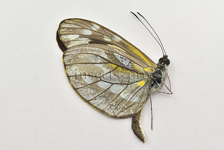 Dismorphia sp. A1