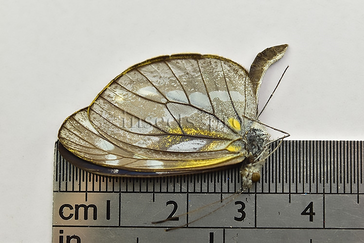 Dismorphia sp. A1 - Image 2