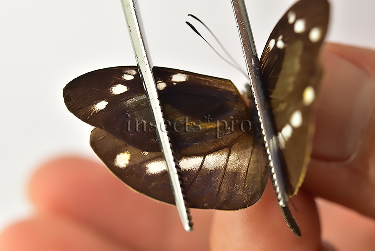 Dismorphia sp. A1 - Image 3