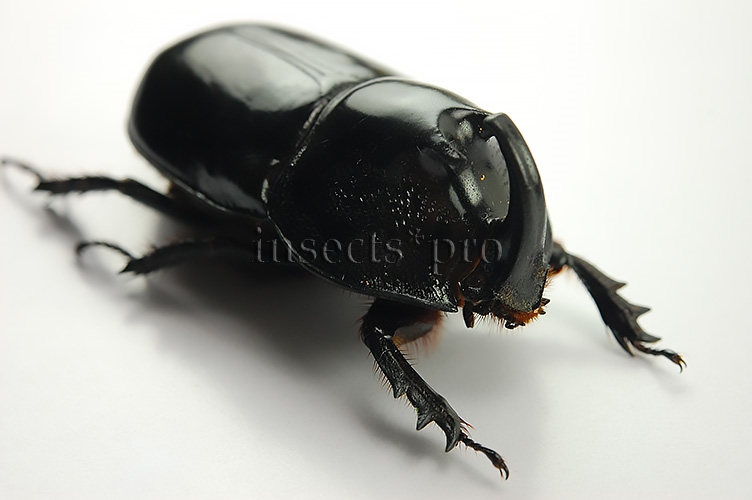Megaceras morpheus A1 ♂ 50mm - Image 2