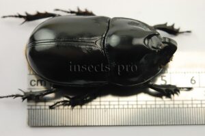 Megaceras morpheus A1 ♂ 50mm