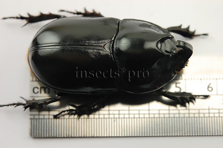 Megaceras morpheus A1 ♂ 50mm