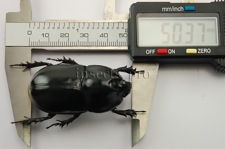 Megaceras morpheus A1 ♂ 50mm - Image 3