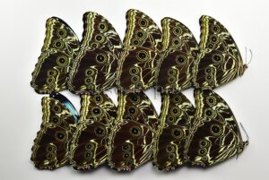 :::BULK SALE:::: Morpho deidamia mariae A1 ♂