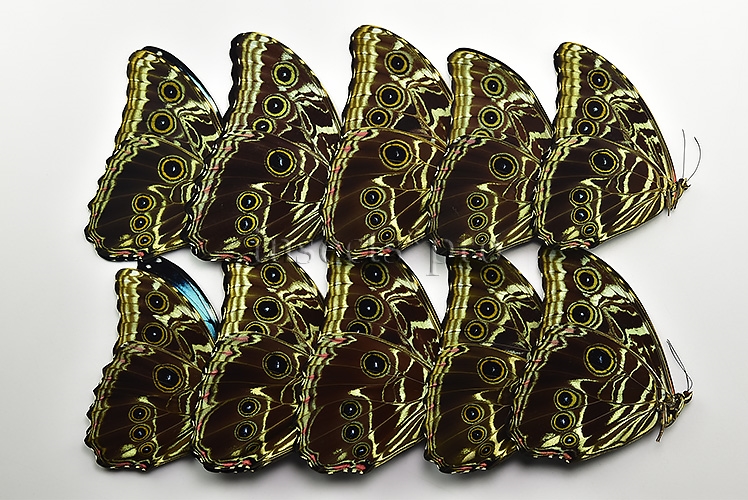 :::BULK SALE:::: Morpho deidamia mariae A1 ♂