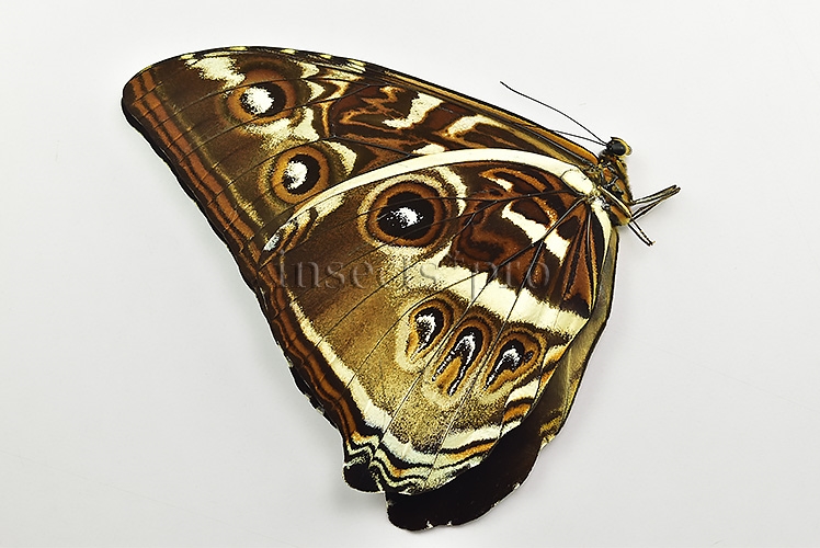 Morpho cisseis gahua f. phadena ♂ - Image 2