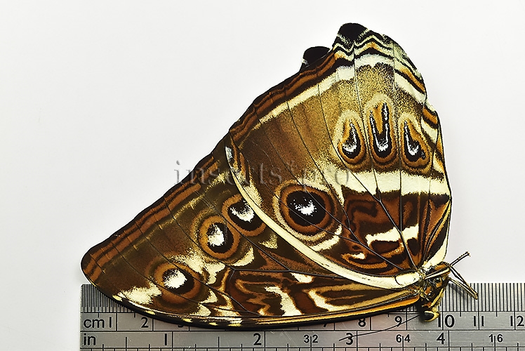 Morpho cisseis gahua f. phadena ♂ - Image 3