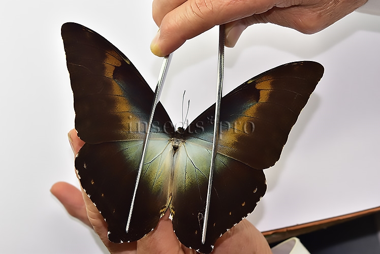 Morpho cisseis gahua f. phadena ♂ - Image 4