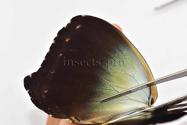 Morpho cisseis gahua f. phadena ♂ - Image 5