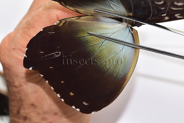 Morpho cisseis gahua f. phadena ♂ - Image 6
