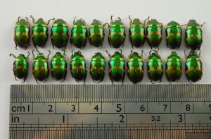 Macraspis martinezi auzerali A1 ♂♀ SET of 20 sp.