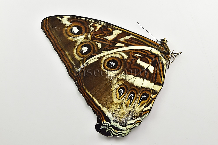 Morpho cisseis gahua f. gahua ♂ - Image 2