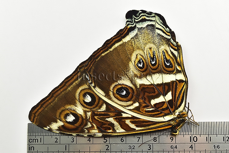 Morpho cisseis gahua f. gahua ♂ - Image 3