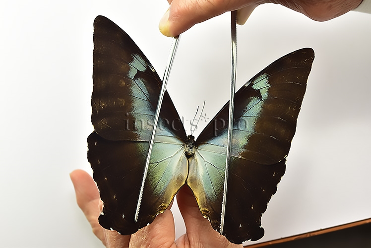 Morpho cisseis gahua f. gahua ♂ - Image 4