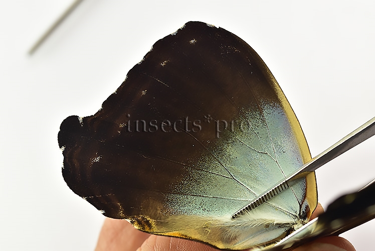 Morpho cisseis gahua f. gahua ♂ - Image 5