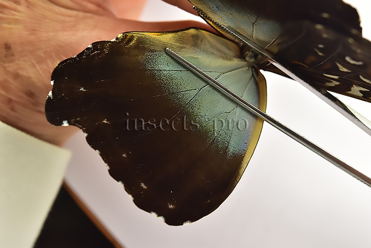 Morpho cisseis gahua f. gahua ♂ - Image 6