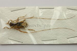Cerambycidae spp. A1 ♂