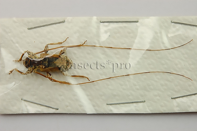 Cerambycidae spp. A1 ♂