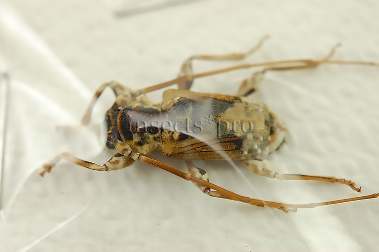 Cerambycidae spp. A1 ♂ - Image 2