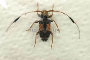 Cerambycidae spp. A1 ♂