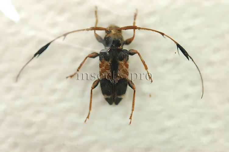 Cerambycidae spp. A1 ♂