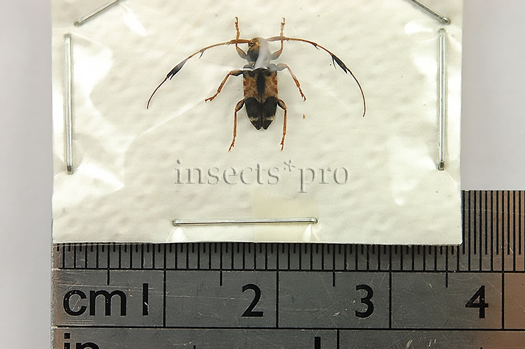 Cerambycidae spp. A1 ♂ - Image 2