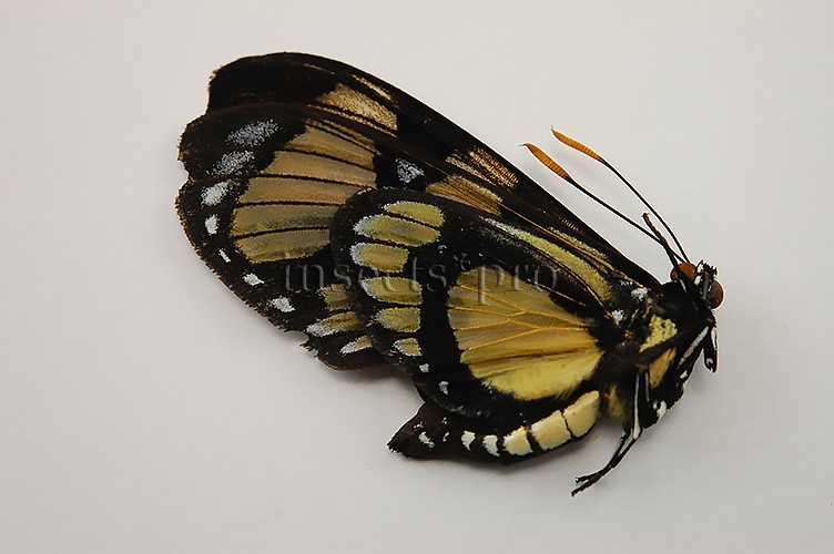 Gazera heliconioides dodona ♂