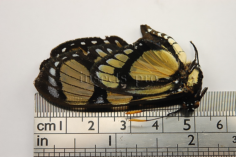 Gazera heliconioides dodona ♂ - Image 2