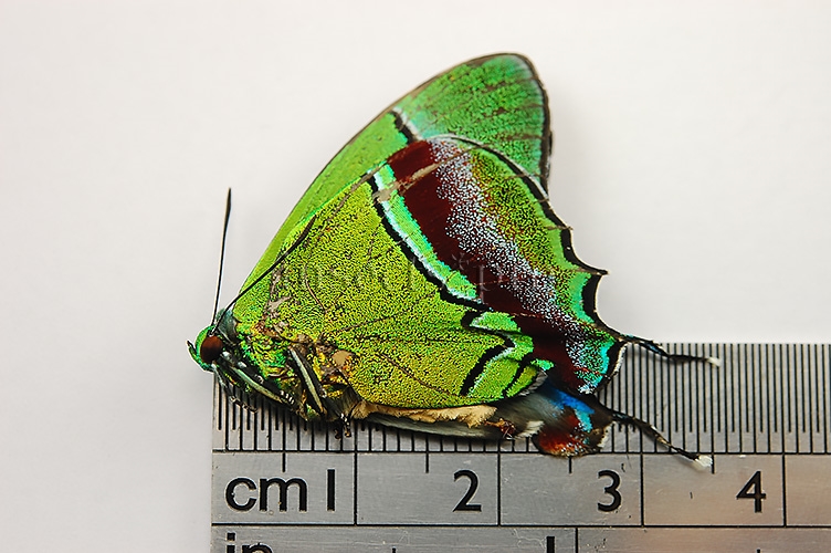 Evenus regalis ♂ - Image 2