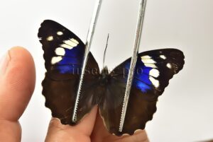 Eunica alpais ♀ FEMALE
