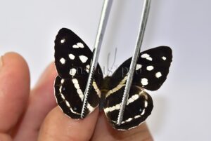 Dynamine sp. A1 ♀