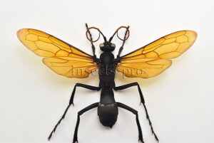 Pepsis sp. A1 ♂ TARANTULA HAWK 91mm WINGSPAN