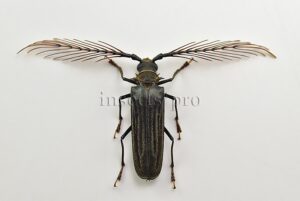 Sarifer flavirameus A1 ♂ GREAT ANTENNAE 43mm