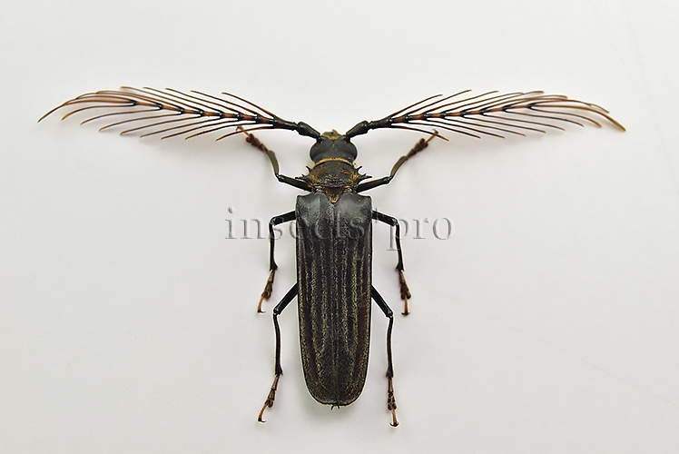 Sarifer flavirameus A1 ♂ GREAT ANTENNAE 43mm