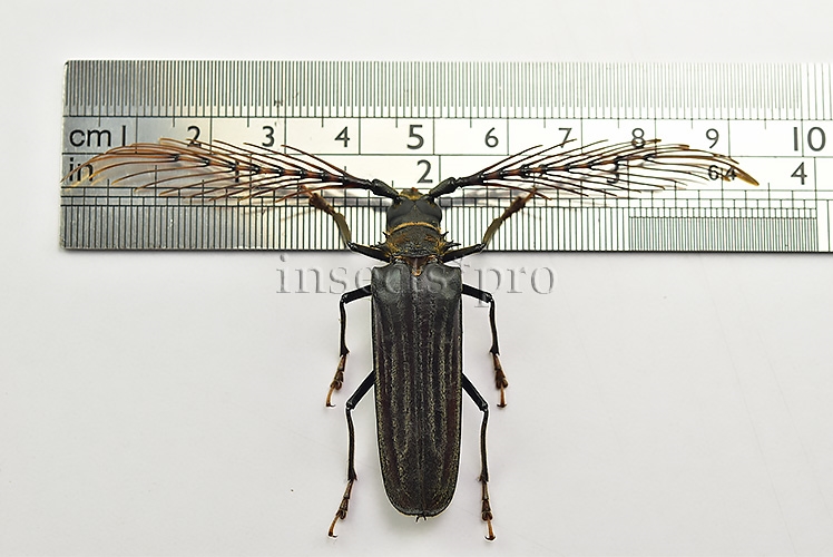 Sarifer flavirameus A1 ♂ GREAT ANTENNAE 43mm - Image 3