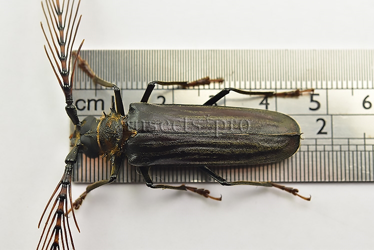 Sarifer flavirameus A1 ♂ GREAT ANTENNAE 43mm - Image 2