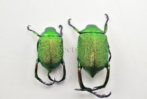 Chrysophora chrysochlora A1  SET of 2 sp.