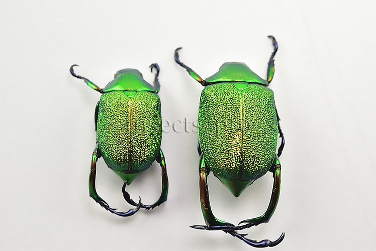 Chrysophora chrysochlora A1 SET of 2 sp.