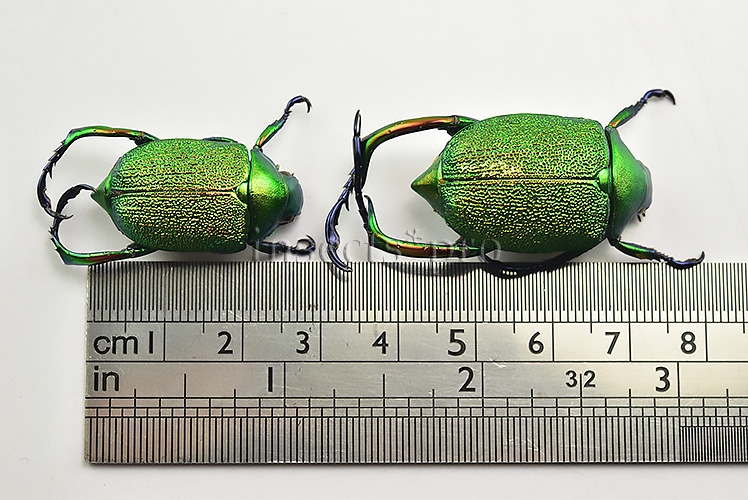Chrysophora chrysochlora A1 SET of 2 sp. - Image 2