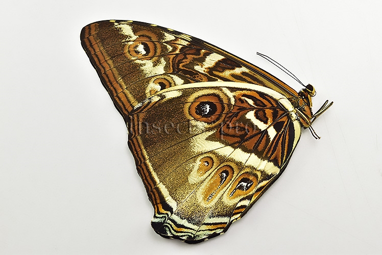 Morpho cisseis jeannoti A1 ♂ - Image 2