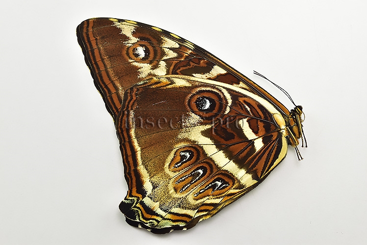 Morpho cisseis jeannoti A1 ♂ - Image 2