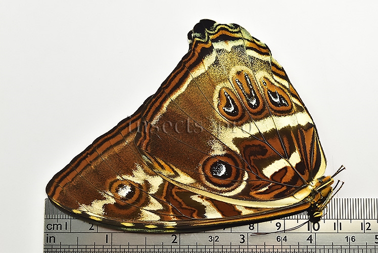 Morpho cisseis jeannoti A1 ♂ - Image 3