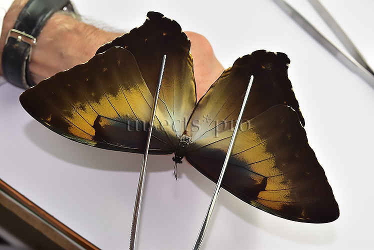 Morpho cisseis jeannoti A1 ♂ - Image 4