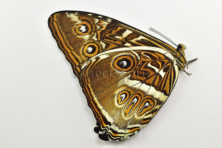 Morpho cisseis jeannoti ♂ - Image 2