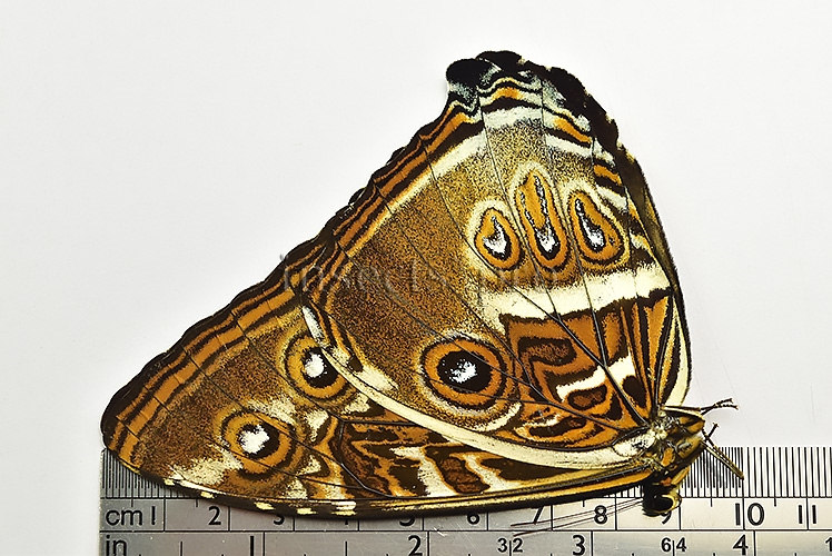 Morpho cisseis jeannoti ♂ - Image 3