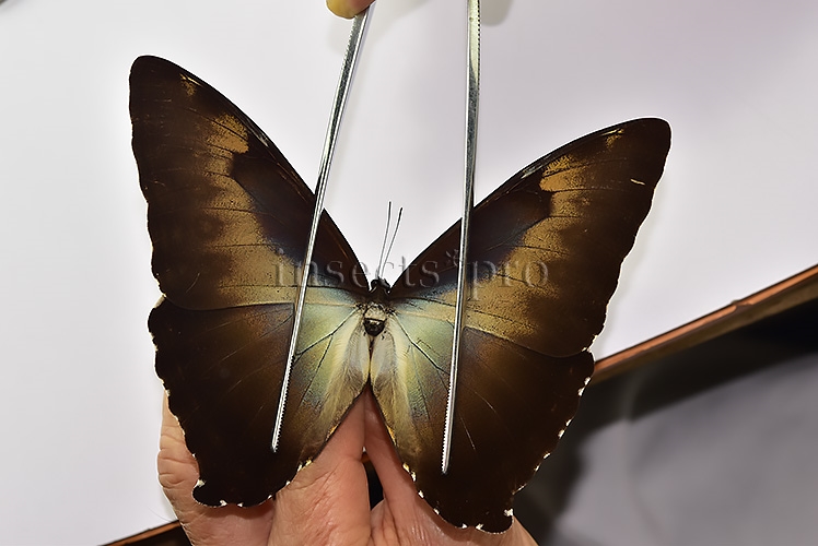 Morpho cisseis jeannoti ♂