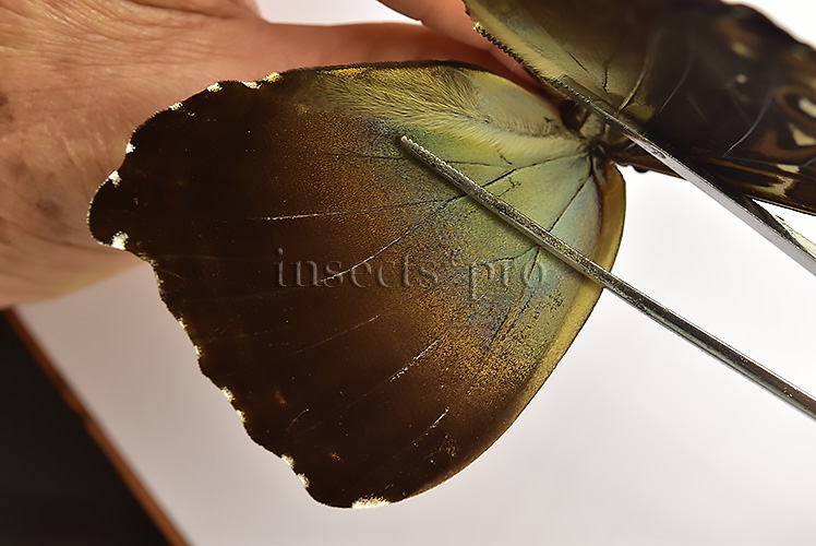 Morpho cisseis jeannoti ♂ - Image 4