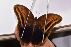 Caligopsis nov. sp. ♂ RARE