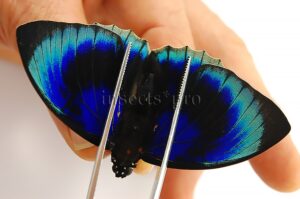 Agrias beatifica lachaumei ♂
